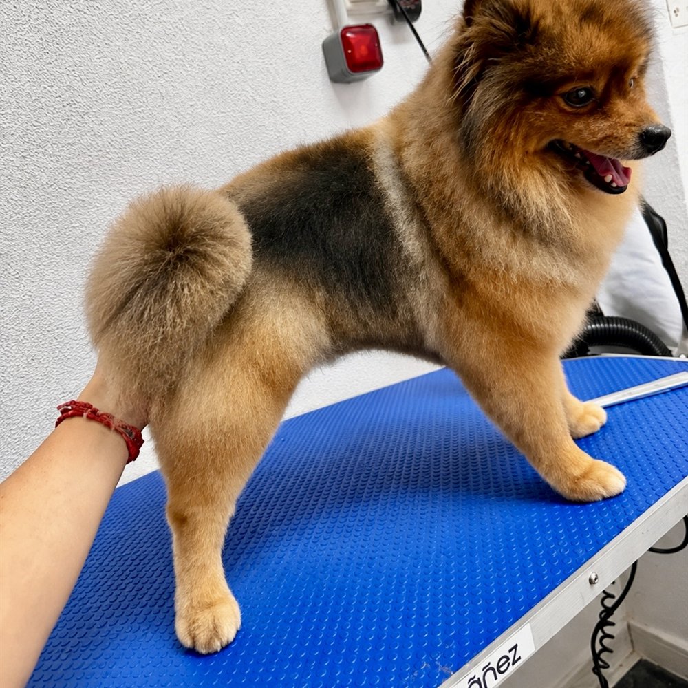 Pomerania de capa marrón sobre la mesa de peluquería, con el manto ya arreglado