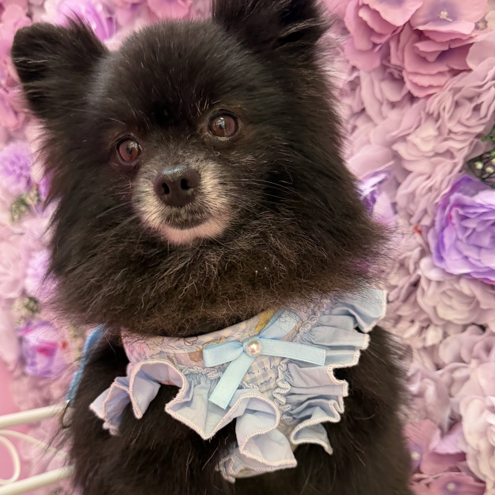 Pomerania negro con pañuelo de volantes, retratado contra el muro de flores lila