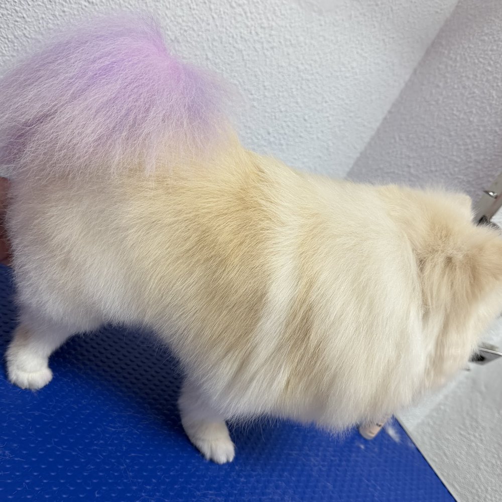Detalle del manto de un pomerania con la zona de la cola teñida de color lila