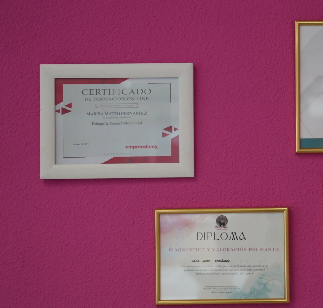 Diplomas de Marisa Mateo enmarcados sobre la pared fucsia del salón